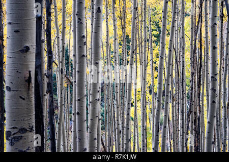 Jaune d'or trembles au cours de l'automne à Maroon Bells à Aspen, Colorado, USA Banque D'Images