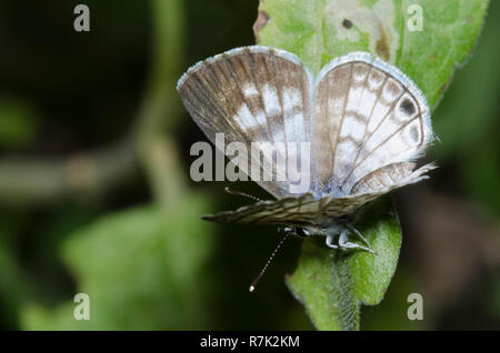 Leptotes cassius Cassius, Bleu, femme Banque D'Images