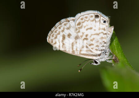 Leptotes cassius Cassius, Bleu, femme Banque D'Images