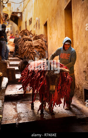 Maroc, Fès, Chaouwara les tanneries, les chevaux pack cuir de tannage des peaux pour Banque D'Images