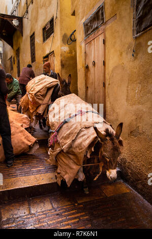 Maroc, Fès, Chaouwara Les Tanneries, chevaux de masque en cuir pour le bronzage dans ruelle Banque D'Images