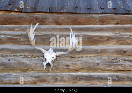 Crâne d'orignal et de cerf monté sur un mur à l'extérieur de carlingue Banque D'Images