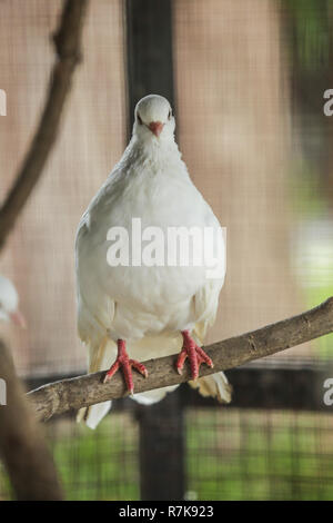 Le pigeon est race de pigeon de fantaisie. Pigeons paons sont souvent utilisés par les flyers en formation de pigeon les pigeons voyageurs et les buveurs. Ils sont utilisés comme Banque D'Images