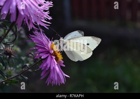Close-up du papillon blanc du chou Pieris brassicae, rassemblement, le nectar de la fleur sur le sombre arrière-plan flou. Banque D'Images
