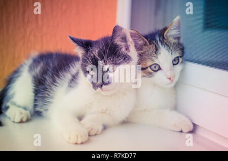 Deux adorables petit chat noir et blanc Animaux domestiques le mensonge et l'avoir reste Banque D'Images