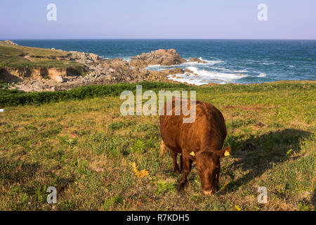 Le pâturage des vaches, épave de Porth, St Mary's, Îles Scilly, UK Banque D'Images