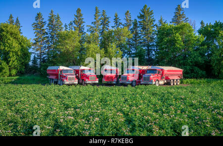 Les camions rouges dans un champ de pommes de terre près de Winkler, au Manitoba, Canada. Banque D'Images