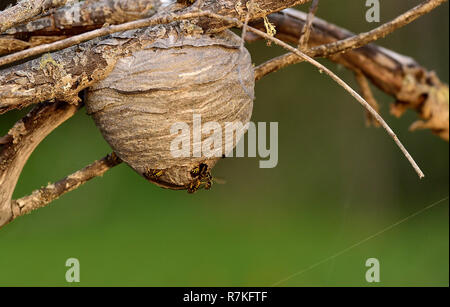 L'image d'une colonie de guêpes Vespula maculifrons 'yellowjacket', la construction d'un nid sur une branche d'arbre mort dans les régions rurales de l'Alberta au Canada. Banque D'Images