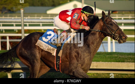 8 décembre 2018 - Hallandale Beach, Floride, États-Unis - le 8 décembre 2018 : # 3 Kukulkan (MEX) et l'IRAD Ortiz, Jr., gagner la coupe des Caraïbes (enjeux classique Type noir) au cours de la Clasico del Caribe à Gulfstream Park le 8 décembre 2018 à Hallandale Beach, FL. (Photo par Damon/Charge Sportswire Eclipse/CSM) Banque D'Images