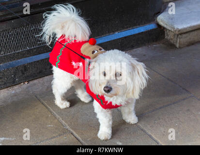 Winchester, Hampshire, Royaume-Uni. 11Th Feb 2018. Cute Cockapoo-chon chien (un cocker, caniche, Bichon Frise blend) portant son manteau de Noël se fête. Credit : Carolyn Jenkins/Alamy Live News Banque D'Images