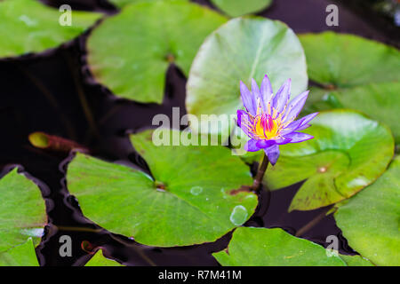 Nymphaea Nouchali, lotus nénuphar bleu, Thaïlande Banque D'Images