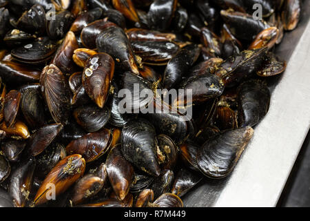 Tas de matières moules fraîches sur la lutte au marché de poissons local. Tas de mollusques mollusques et fruits de mer à nutritifs stocker Banque D'Images