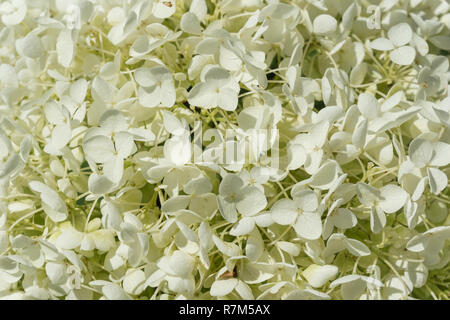 Close-up of Hydrangea arborescens floraison blanche sur une journée ensoleillée. Banque D'Images