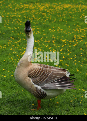 Un Chinois sur une oie brune buttercup meadow en Allemagne. Banque D'Images