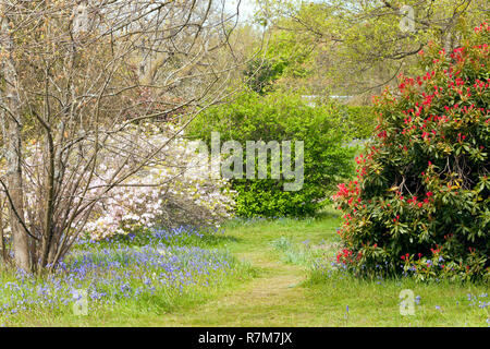 Chemin d'herbe entre la floraison bluebells, rhododendron, azalée rouge blanc en jardin de printemps, dans la campagne anglaise . Banque D'Images