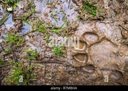 France, Sarthe, la flèche, la flèche Zoo, l'empreinte du Tigre blanc Royal (Panthera tigris) Banque D'Images