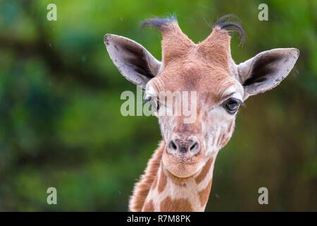 France, Sarthe, La Fleche, Zoo de La Fleche, nourrir les girafes au cours de l'activité Keeper pour une journée, ouvert à tous à partir de l'âge de 8 ans, qui vous permet de vous mettre dans la peau d'un gardien pour prendre soin des animaux sous sa supervision, l'UICN, le minimum de risque, dépendant de mesures de conservation (LR-cd) Banque D'Images