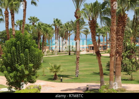 Pelouse à l'ombre des palmiers de resort en Égypte. Hôtel les territoire. Sentier entre l'herbe verte en territoire d'hôtel 5 étoiles. Beau Banque D'Images