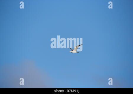 Vue d'un Goéland argenté (Larus argentatus) ou Seagull flying avec un fond de ciel bleu Banque D'Images