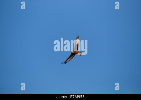 Un dessous Vue d'un cerf-volant rouge (Milvus milvus) deltaplane aile avec spread open contre un ciel sans nuages bleu clair sous le soleil d'hivers jour Banque D'Images