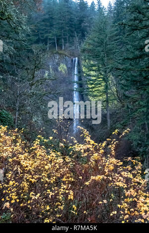 Latourell Falls dans la Columbia River Gorge, Oregon Banque D'Images