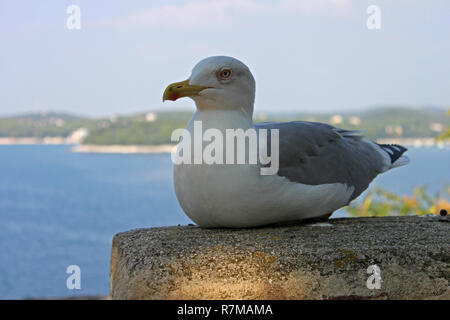 Pattes jaunes (Larus michahellis) mer méditerranée gull. Banque D'Images