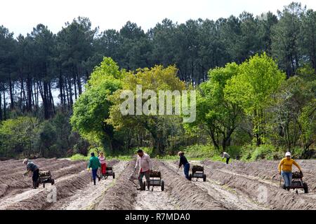 France, Landes, Soustons, de culture et de récolte des asperges à la ferme Darrigade Banque D'Images