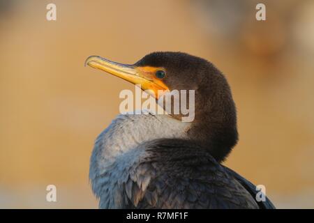 Un cormoran à aigrettes Phalacrocorax auritus double close up sur la tête et le cou Banque D'Images