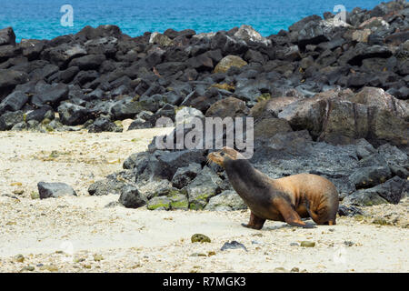 Lion de mer Galapagos (Zalophus californianus wollebaeki), homme, l'île de Genovesa, Galapagos, Equateur Banque D'Images