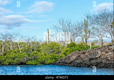 Palo Santo (Bursera graveolens) et mangroves rouge (Rhizophora mangle), l'île de Santa Cruz, Îles Galápagos, Équateur Banque D'Images