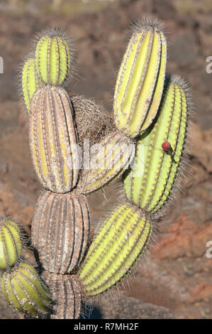 Cactus candélabres (Jasminocereus thouarsii), Isabela Island, Îles Galápagos, Équateur Banque D'Images