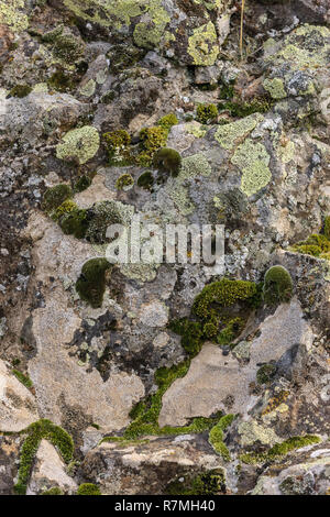 Un gros plan de mousses et de lichens sur le côté d'un gros rocher dans l'Est de Washington. Banque D'Images