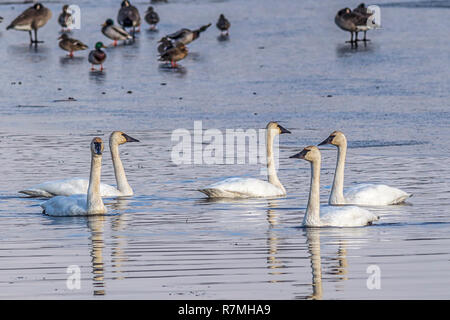 Un groupe de cygnes siffleurs à Cheever Lac à Turnbull Wildlife Refuge près de Cheney, Washington. Banque D'Images