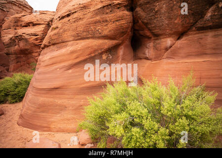 Canyon Waterhole - un slot canyon causés par les crues éclair, coupant à travers les rochers de grès Navajo rouge près de Page, Arizona, USA Banque D'Images