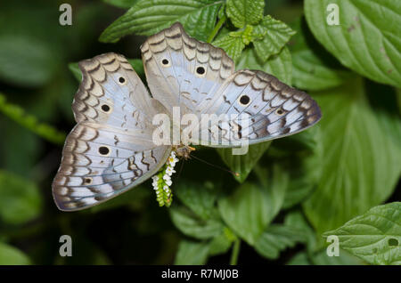 Anartia jatrophae, Paon blanc, de recherche de nourriture sur les fleurs Banque D'Images