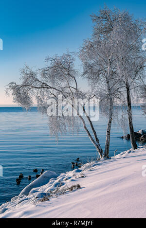 La glace couvrant les branches d'arbres après une pluie verglaçante par le lac Ontario. Banque D'Images