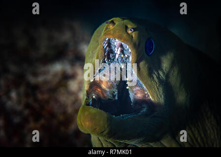 Gymnothorax Funebris rencontrer lors de la plongée dans une île tropicale qui posent de façon menaçante avec grande bouche pleine de dents pointues. Banque D'Images