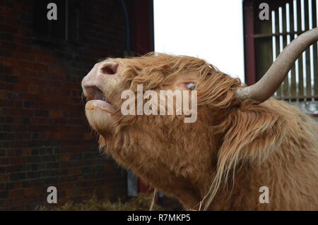 Vache highland mugissement Banque D'Images