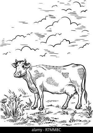 Croquis dessinés à la main coupe douce vache bovins se trouve dans les prés et piqûres d'illustration vectorielle de mauvaises herbes Illustration de Vecteur