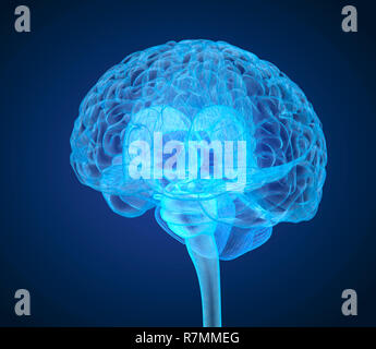 Cerveau humain X-ray , numérisation 3D illustration précise du point de vue médical Banque D'Images