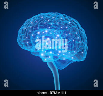 Cerveau humain X-ray , numérisation 3D illustration précise du point de vue médical Banque D'Images