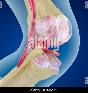 L'ostéoporose de l'articulation du genou, médicalement exacts 3D illustration Banque D'Images