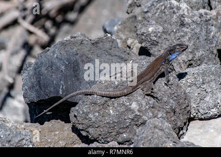 La Palma (Lézard Gallotia galloti palmae) reposant sur le rocher de lave volcanique en plein soleil Banque D'Images