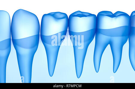 Dents transparent scan, xray view . Illustration 3D . Banque D'Images