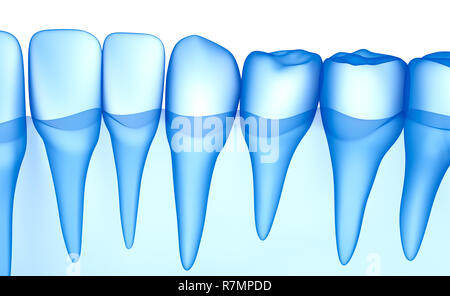 Dents transparent scan, xray view . Illustration 3D . Banque D'Images