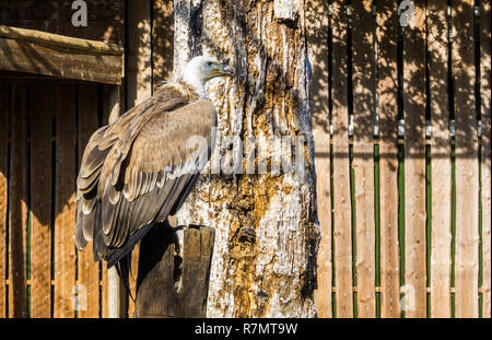 Libre d'un vautour griffon assis sur un poteau en bois, un oiseau charognard d'eurasie Banque D'Images