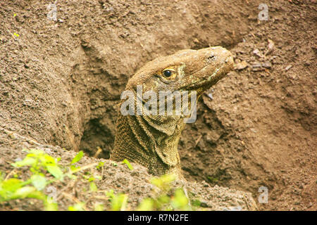 Portrait de Komodo creusant un trou sur l'Île Rinca dans le Parc National de Komodo, de Nusa Tenggara, en Indonésie. C'est la plus grande espèce vivante de lézard Banque D'Images