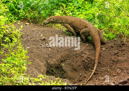 Dragon de Komodo en sortant d'un trou sur Rinca Island dans le Parc National de Komodo, de Nusa Tenggara, en Indonésie. C'est la plus grande espèce vivante de lézard Banque D'Images