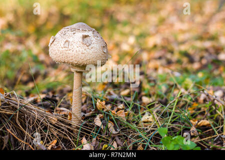 Jeune coulemelle Macrolepiota procera dans l'herbe sur le soleil d'automne. Banque D'Images