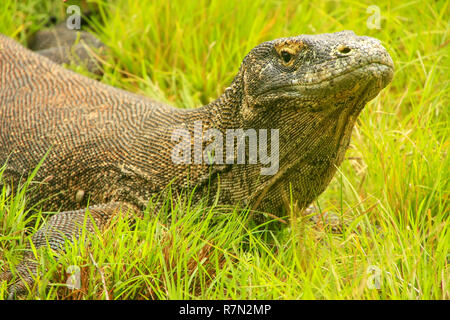 Portrait de Komodo lying in grass sur Rinca Island dans le Parc National de Komodo, de Nusa Tenggara, en Indonésie. C'est la plus grande espèce vivante de lézard Banque D'Images